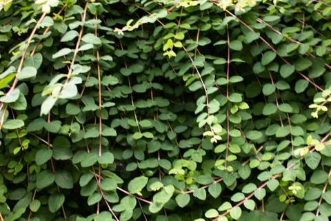 Background of leaves 스톡 사진