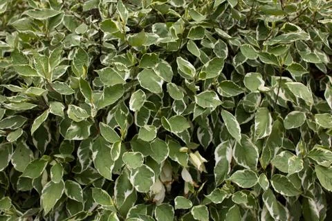 Background of leaves 스톡 사진