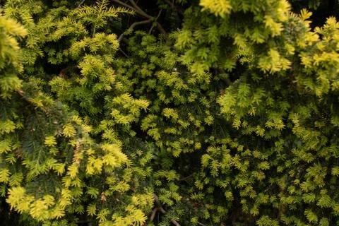 Background of leaves 스톡 사진