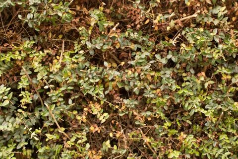 Background of leaves 스톡 사진