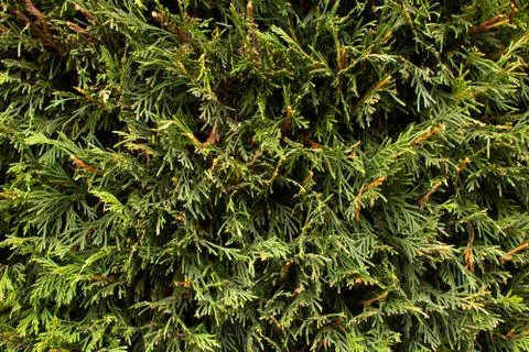 Background of leaves 스톡 사진