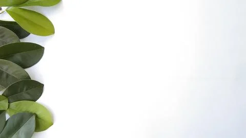 Background leaves Stock Photos