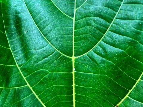 Background of leaves Stock Photos