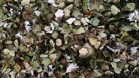 Background from leaves of poplars Stock Footage 98591253