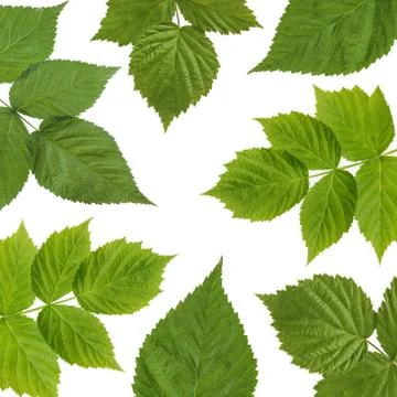 Background with leaves of raspberry on white. Stock Photos