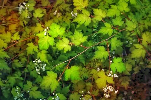 Background from leaves of the shrub. Stock Photos