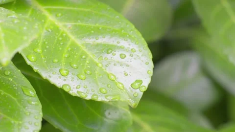 Background of leaves. Slow motion close up of fresh green leaves in light rai 스톡 동영상 201283126