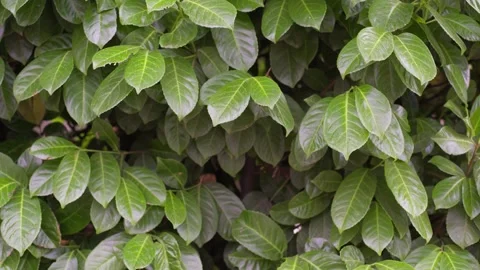 Background of leaves. Slow motion close up of fresh green leaves in light rai 스톡 동영상 201283222