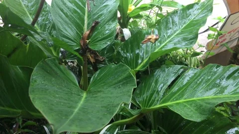 Background of leaves in summer Stock Footage 100803255