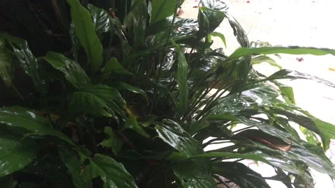 Background of leaves in summer Stock Footage 100803257