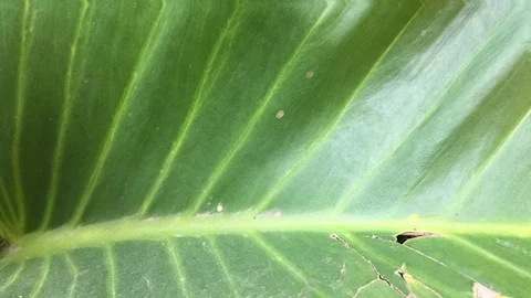 Background of leaves in summer Stock Footage 101165432