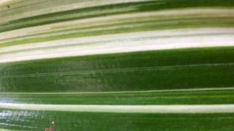 Background of leaves in summer Stock Footage 101166566