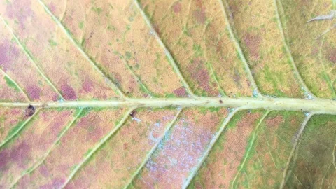 Background of leaves in summer Stock Footage 101168917