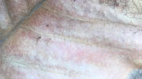 Background of leaves in summer Stock Footage 101168939