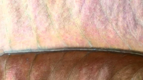 Background of leaves in summer Stock Footage 101169542