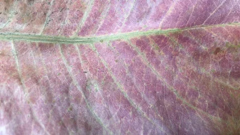 Background of leaves in summer Stock Footage 101170965