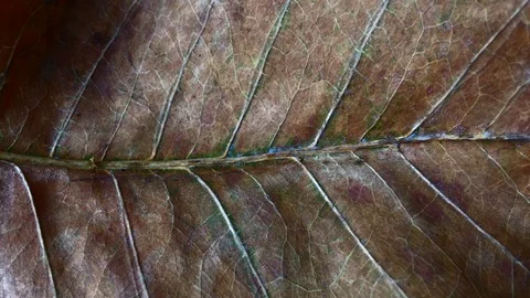 Background of leaves in summer Stock Footage 101171116