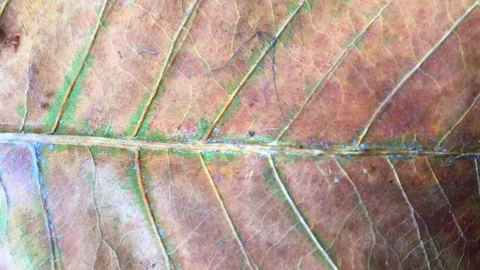 Background of leaves in summer Stock Footage 101171543