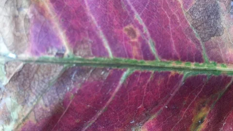 Background of leaves in summer Stock Footage 101172173