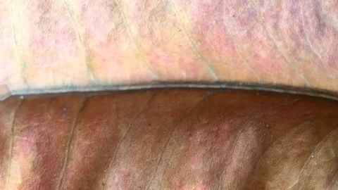 Background of leaves in summer Stock Footage 101172821