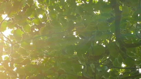 Background of the leaves of the tree and sunlight. Stock Footage 78973342