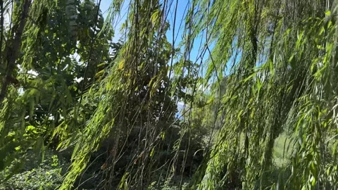 In the background leaves of a weeping willow tree swaying in the wind, calm and Stock Footage 254121301