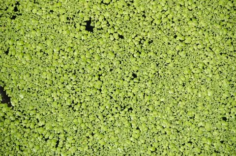 Background of Lemna floating plants Stock Photos