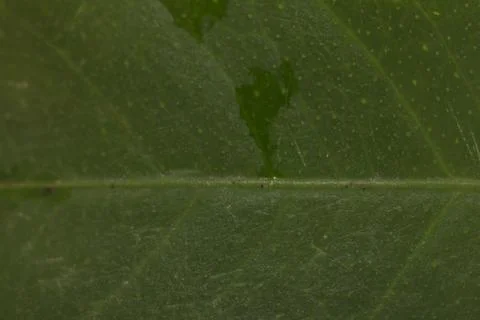 Background of lemon leaves. macro Stock Photos