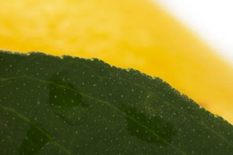 Background of lemon leaves. macro Stock Photos