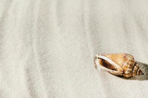 Background of light beach sand with space for text. Stock Photos