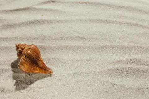 Background of light beach sand with space for text. Stock Photos