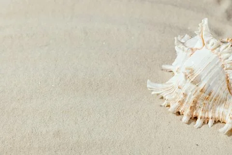 Background of light beach sand with space for text. Stock Photos