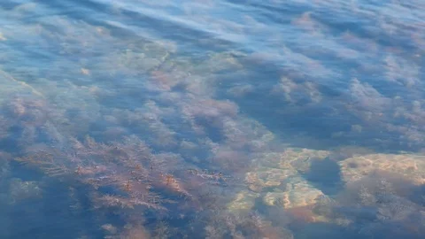Background with light brown and green seaweed on sea bottom transparent water. Stock Footage 116192869