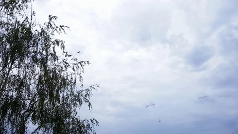 On the background of light clouds swallows fly near a tree Stock Footage 102228206