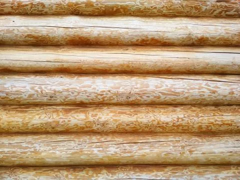 Background of light-colored pine logs Stock Photos