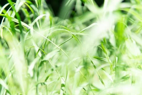 Background of light green grass. Stock Photos