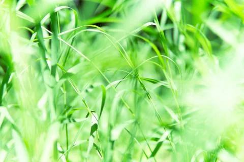 Background of light green grass. Stock Photos