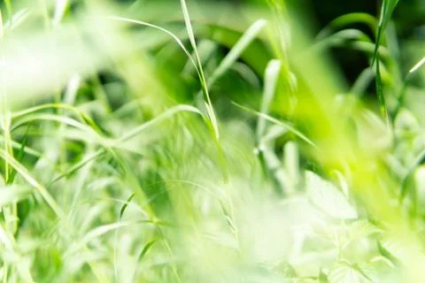 Background of light green grass. Stock Photos