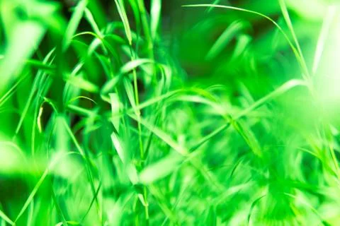 Background of light green grass. Stock Photos