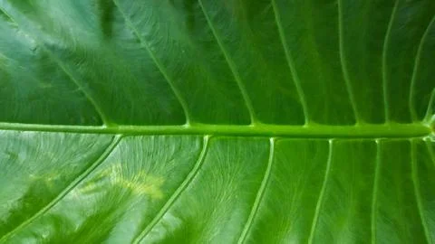 Background light green leaves Stock Photos