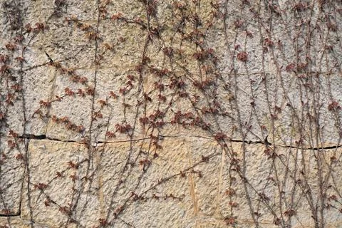 Background of light wall of large stone blocks overgrown with climbing plants Stock Photos