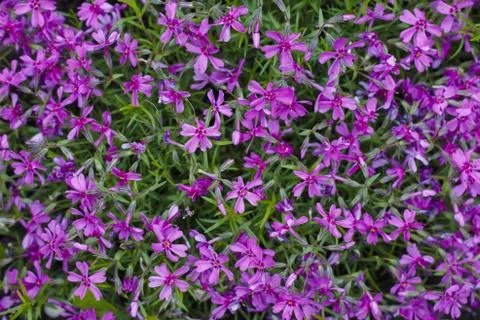 Background of lilac phlox Stock Photos
