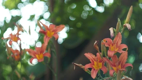 Background. Lilies swing from the wind against the background of light spots. Video stock 157896039