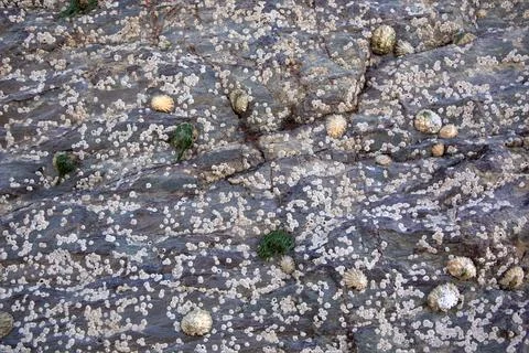 Background of limpets and cocle shells attached to the rocks on a beach Stock Photos