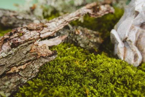 Background from live green moss, tree bark, dry leaves, copy space. Stock Photos
