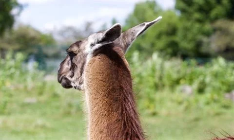 The background with the llama looking somewhere Stock Photos