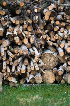 Background of logs. Birch logs background. Thin birch logs background Stock Photos