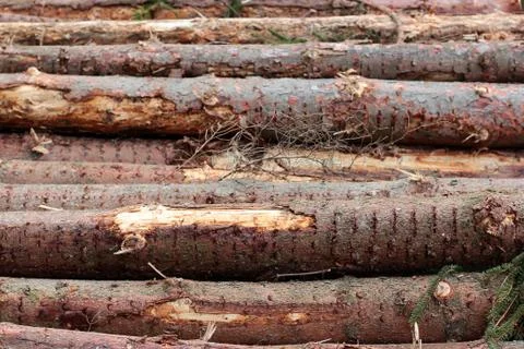 Background of logs of trees stacked on top of each other horizontally. Fellin Stock Photos
