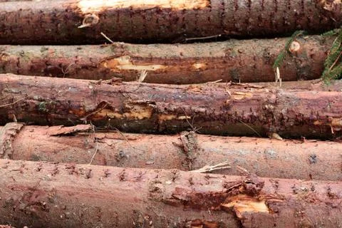 Background of logs of trees stacked on top of each other horizontally. Fellin Stock Photos
