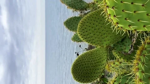 Background of a lot of green cacti at the adriatic seaside close up Video stock 153662295